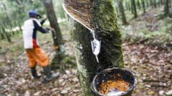 Harga Karet Semakin Merosot Di Kalimantan Selatan Di Duga Ada Permainan Harga Di Tengkulak Sehingga Petani Menjerit