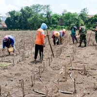 Sukseskan Program Ketahanan Pangan Nasional, Babinsa Koramil Sumberrejo Bojonegoro bantu Petani Tanam Jagung