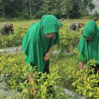 Persit KCK Cabang XXVIII, Panen Cabai di Lahan Ketahanan Pangan Kodim Bojonegoro