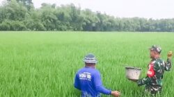 Dukung Program Ketahanan Pangan, Babinsa Koramil Balen Bojonegoro bantu Petani Rawat Tanaman Padi