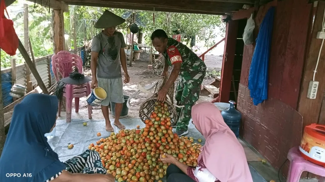 Dukung Ketahanan Pangan, Babinsa Kodim Tidore Gotong Royong Panen Tomat