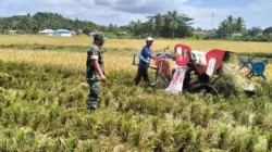 Dukung Ketahanan Pangan, Babinsa Dampingi Panen Padi