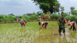 Kodim Probolinggo Tingkatkan Produksi Pertanian Dukung Ketahanan Pangan Nasional