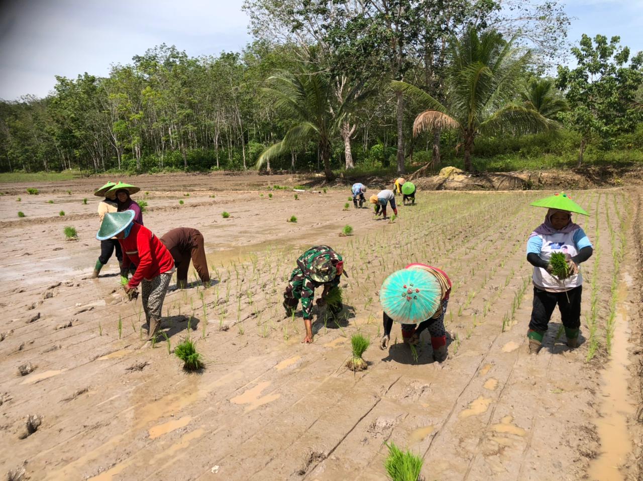 Tingkatkan Ketahanan Pangan Di Wilayah Babinsa Turun Kesawah Bersama Petani