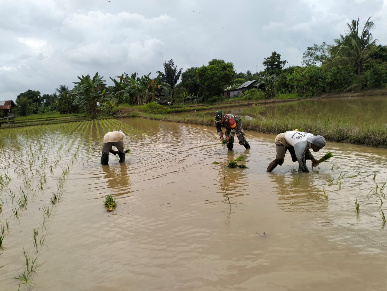 Berikan Semangat Pada Petani, Babinsa Turun Kesawah Bantu Petani Tanam Padi