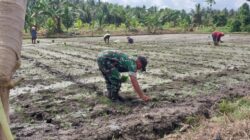 Dukung Ketahanan Pangan, Babinsa Kodim 1505 Tidore Bantu Petani Tanam Padi