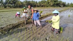Turun ke Sawah, Babinsa Kodim 1505 Tidore Jadi Sahabat Petani