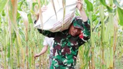 Selalu Hadir Bersama Warga Binaan, Babinsa Mapurujaya Bantu Petani Panen Jagung