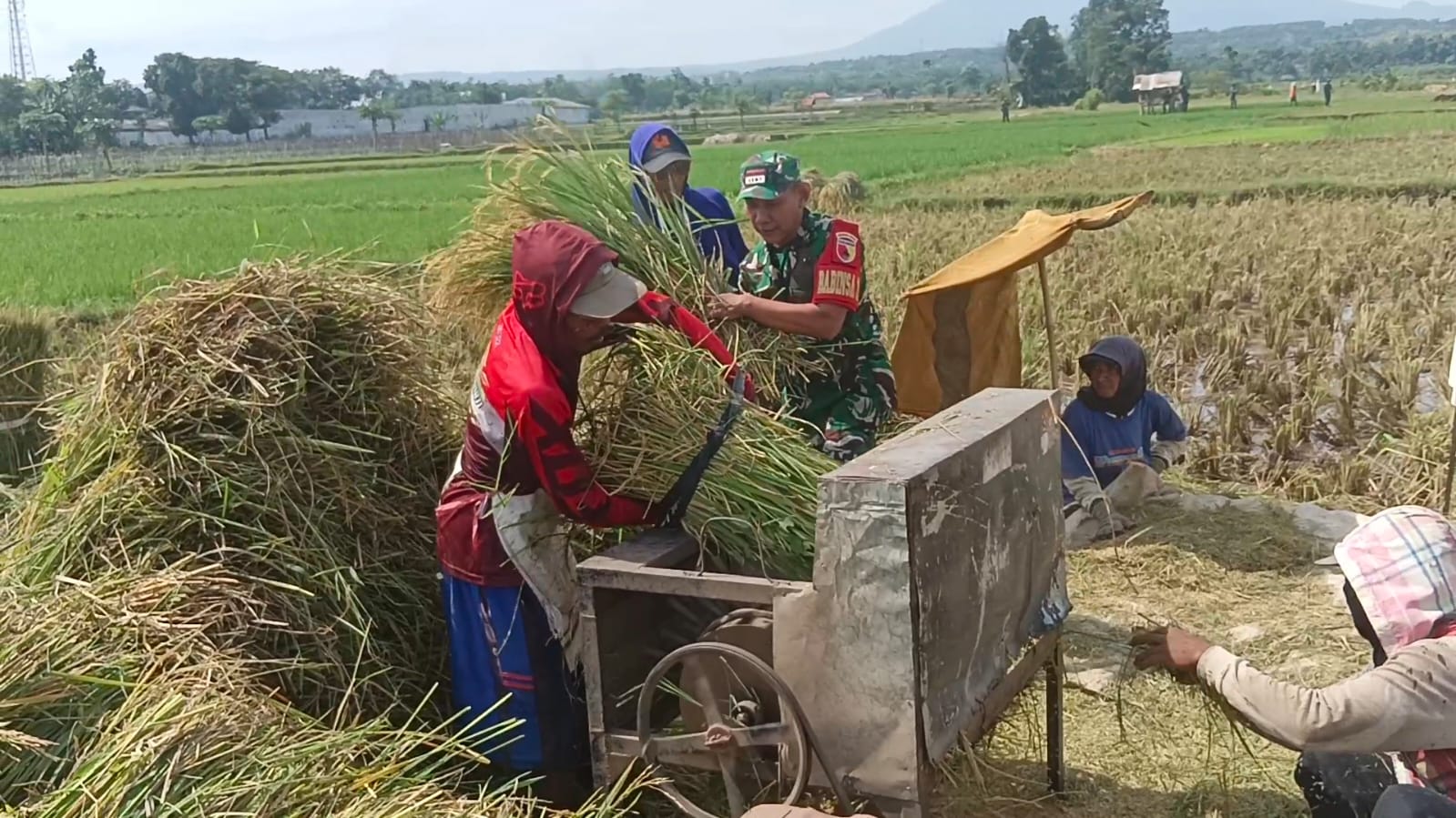 Koramil Maron Kawal Panen Padi Dukung Ketahanan Pangan Nasional