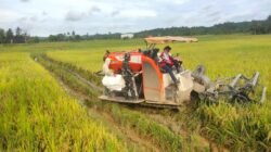 Babinsa Dampingi Petani Panen Padi, Tingkatkan Ketahanan Pangan Di Wilayah