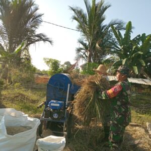 TNI Babinsa Dampingi Petani Perontokan Padi, Tingkatkan Ketahanan Pangan di HST