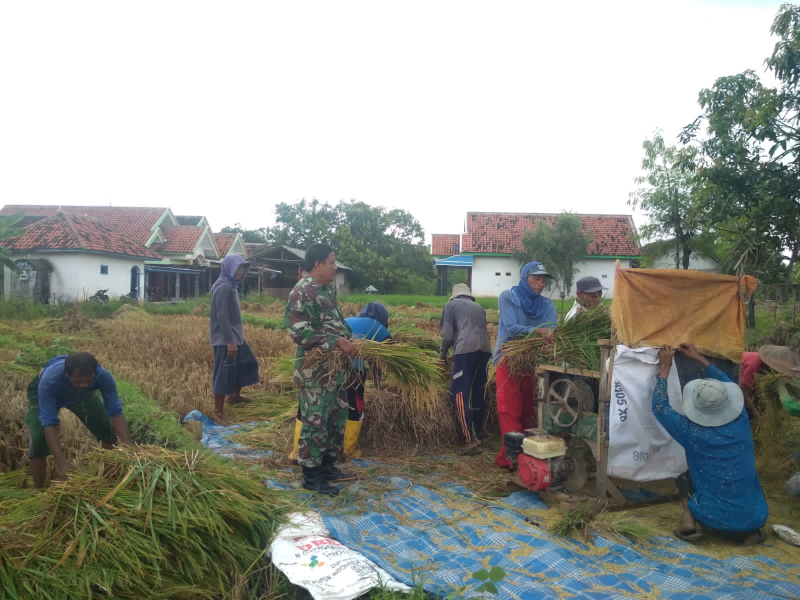 Kodim 0820 Probolinggo Dampingi Petani di Wonomerto dalam Gerakan Antisipasi Pangan