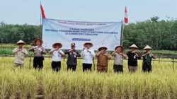Panen Perdana Padi Apung di Tabalong Dukung Ketahanan Pangan Daerah