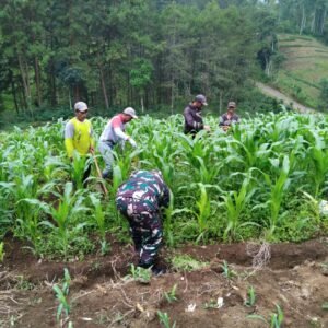 Dukung Ketahanan Pangan Nasional, Babinsa Koramil 0820/11 Sumber Dampingi Petani Jagung