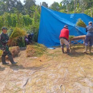 TNI Kodim 0820/Probolinggo Dampingi Petani di Masa Panen Padi