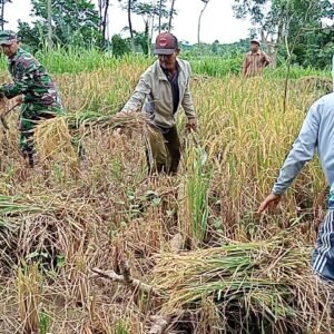 Babinsa Kodim Probolinggo Dampingi Petani Banyuanyar Panen Padi Tingkatkan Ketahanan Pangan Nasional 