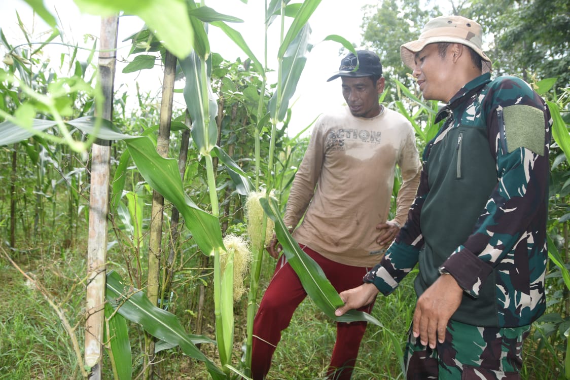 TMMD Kodim 1002 HST Dorong Perkebunan Tumbuh di Pengambau Hilir