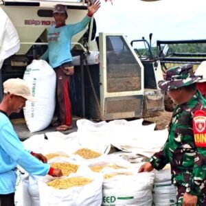 Babinsa Bersama Petani Panen Padi, Wujud Sinergitas TNI dengan Rakyat Babinsa Bersama Petani Panen Padi, Wujud Sinergitas TNI dengan Rakyat