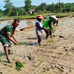 Masuk Musim Tanam, Babinsa Bersama Petani Kompak Turun ke Sawah Masuk Musim Tanam, Babinsa Bersama Petani Kompak Turun ke Sawah