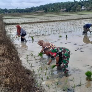 Pendampingan Babinsa kepada Petani dalam Penanaman Padi Pendampingan Babinsa kepada Petani dalam Penanaman Padi