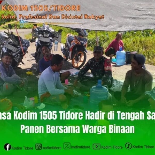 Babinsa Kodim 1505 Tidore Hadir di Tengah Sawah, Panen Bersama Warga Binaan