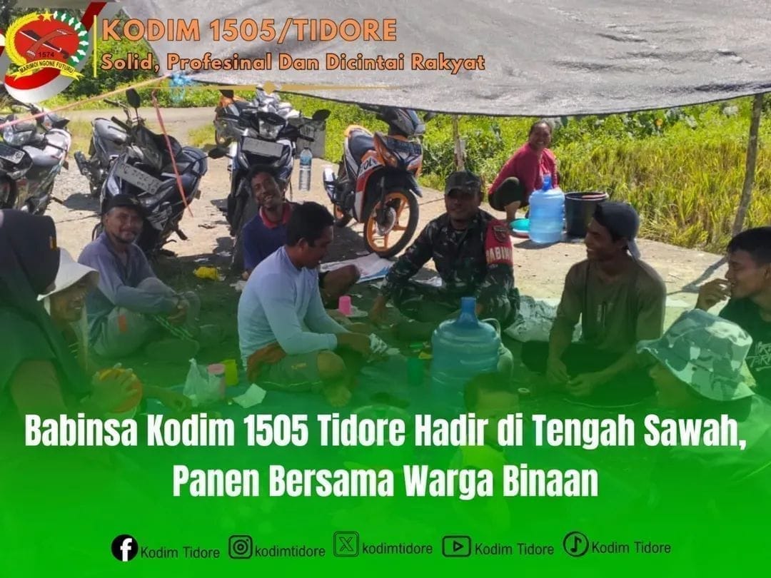 Babinsa Kodim 1505 Tidore Hadir di Tengah Sawah, Panen Bersama Warga Binaan