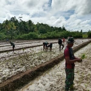 TMMD Kodim 1802/Sorong Tuntaskan 95% Lahan Ketahanan Pangan di Yeflio