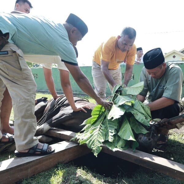 Peduli Sesama, Kodim 1505/Tidore Laksanakan Qurban dan Bagikan Daging ke Masyarakat