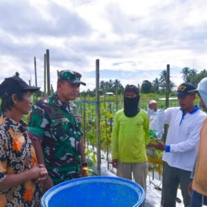 Dandim 1710/Mimika Tinjau Ketahanan Pangan Di Lahan Percontohan Petani Binaan Dandim 1710/Mimika Tinjau Ketahanan Pangan Di Lahan Percontohan Petani Binaan