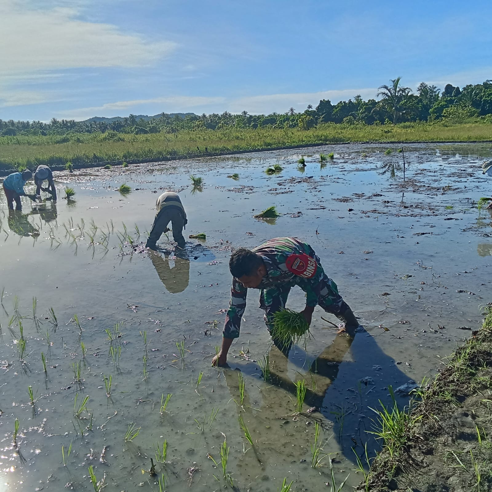 Turun ke Sawah, Babinsa Koramil 1505-03 Maba Perkuat Ketahanan Pangan di Wilayah Binaan