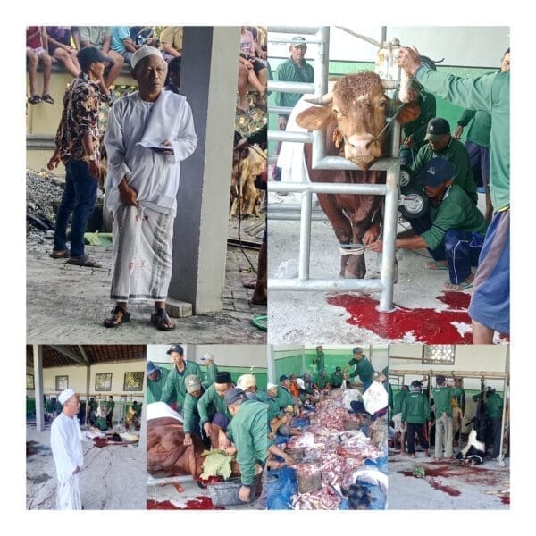 Masjid AT-TAQWA Desa Mlangi kec.Widang Kab. Tuban Sembelih sebanyak 41 ekor hewan kurban, Idhul Adha 1446 H