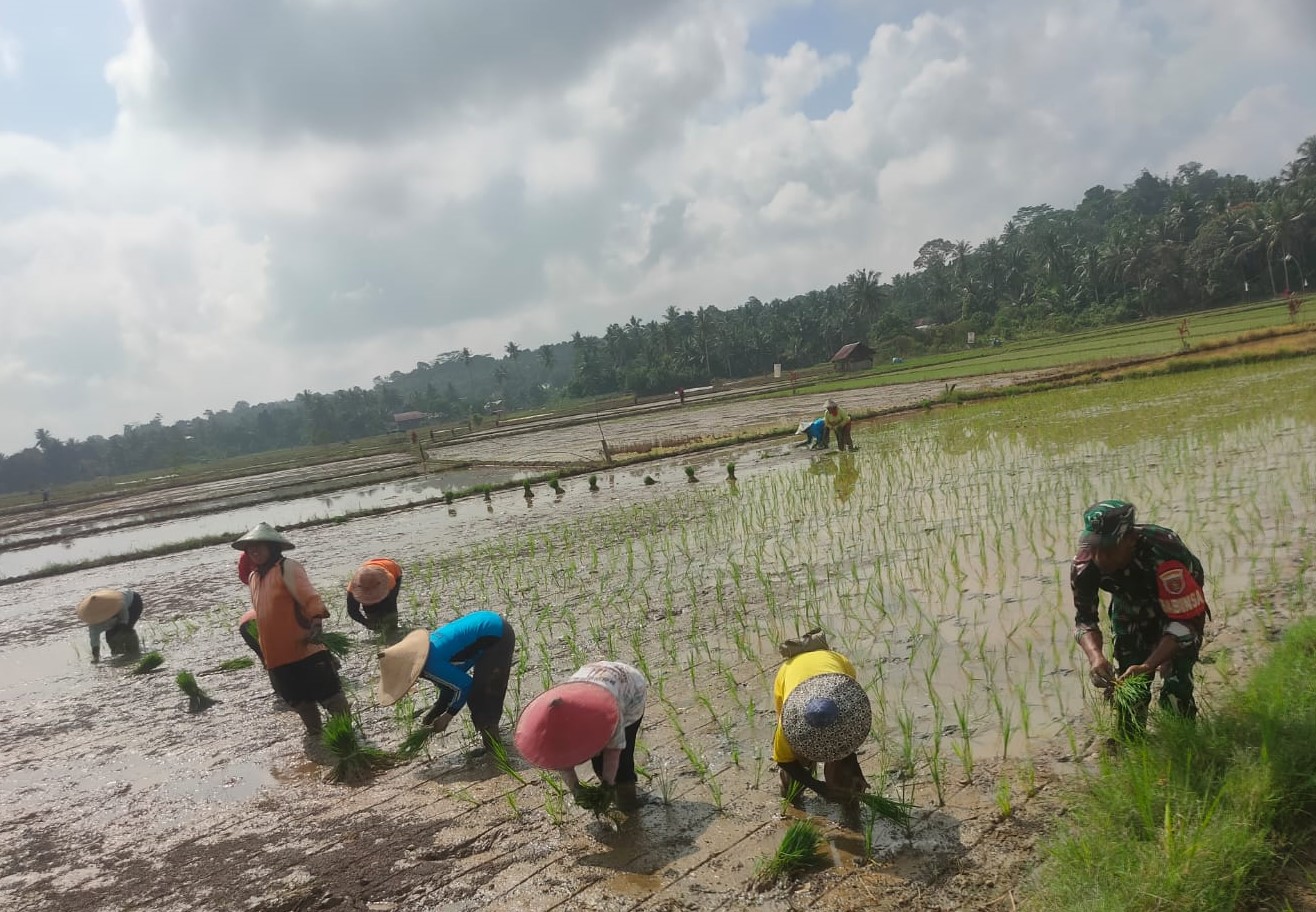 Babinsa Bersama PPL dan PetaKutai Kartanegara. korem091tniad.com— Dalam upaya meningkatkan produktivitas pertanian yang ada di wilayah binaan anggota Babinsa Koramil 0906-02/Loa Kulu Sertu Edyson bersama Petugas Penyuluh Lapangan dan petani lakukan penanaman padi secara bergotong royong di lahan milik kelompok tani Bumi Sari yang berada di rt 08 Desa Sumber Sari Kecamatan Loa Kulu, Senin 16/6/25. Kehadiran Babinsa di tengah-tengan warganya untuk memberikan motivasi dan semangat agar para petani tetap melakukan penanaman padi meski di tengah berbagai tantangan yang ada. Kegiatan Ini merupakan bagian dari program pembinaan teritorial yang selaras dengan upaya pemerintah dalam mendorong swasembada pangan yang ada di wilayah. Adapun jenis padi yang ditanam di lahan seluas 2 hektar adalah varitas Mekongga dan Inpari dimana varitas tersebut memiliki keunggulan selain memiliki rasa yang pulen juga tahan terhadap berbagai serangan hama wereng dan umur tanam yang pendek. Sertu Edyson menyampaikan pendampingan yang dilakukan salah satu wujud kepedulian dan perhatian TNI terhadap warga petani yang ada diwilayah binaan sehingga ketahanan pangan dapat terwujud dan bisa memenuhi serta mencukupi kebutuhan warga masyarakat akan kebutuhan beras, selain itu juga memiliki dampak yang baik buat kesejahteraan petani ujarnya. Hal tersebut juga di sampaikan oleh petugas penyuluh lapangan Saripah Aini bahwa pendampingan dari berbagai pihak termasuk Babinsa sangat membantu petani dalam menerapkan teknik budidaya padi yang baik dan meningkatkan hasil produksi. Dengan adanya pendampingan yang dilakukan oleh Babinsa sangat membantu petani karena selaku aparatur kewilayahan ikut turut terjun langsung kesawah bersama petani ucapnya. Diharapkan melalui kolaborasi antara aparat TNI, petugas pertanian dan petani apa yang menjadi program pemerintah akan ketahanan pangan di wilayah dapat terwujud.Penanaman Padi, Wujudkan Ketahanan Pangan Di Wilayah
