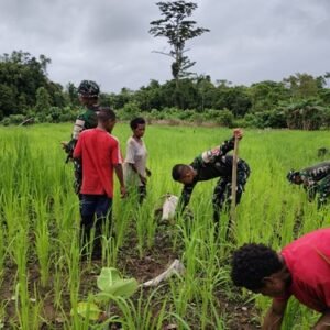 Dukung Ketahanan Pangan, Satgas Pamtas Statis Yonif 126/KC dan Warga Tinjau Perkembangan Padi Gogo Dukung Ketahanan Pangan, Satgas Pamtas Statis Yonif 126/KC dan Warga Tinjau Perkembangan Padi Gogo