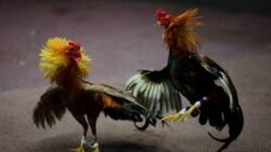 Aroma Pembiaran Judi di Sukomoro, Warga: Penegakan Hukum Seperti Mandul!