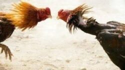 Sabung Ayam Ilegal di Poncokusumo dan Pakisaji Marak Lagi, Warga Minta Polisi Bertindak