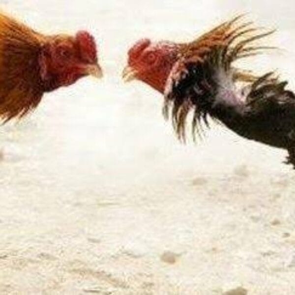 Sabung Ayam Ilegal di Poncokusumo dan Pakisaji Marak Lagi, Warga Minta Polisi Bertindak