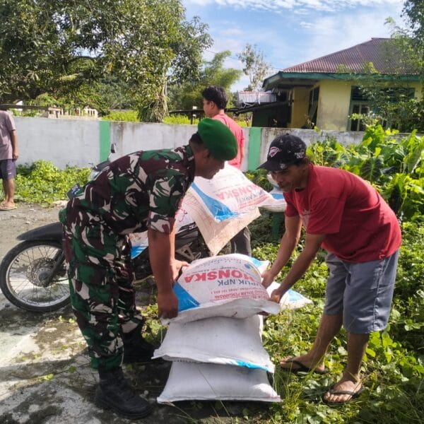 Babinsa Koramil 1505-03 Maba Dampingi Pembagian Pupuk kepada Petani