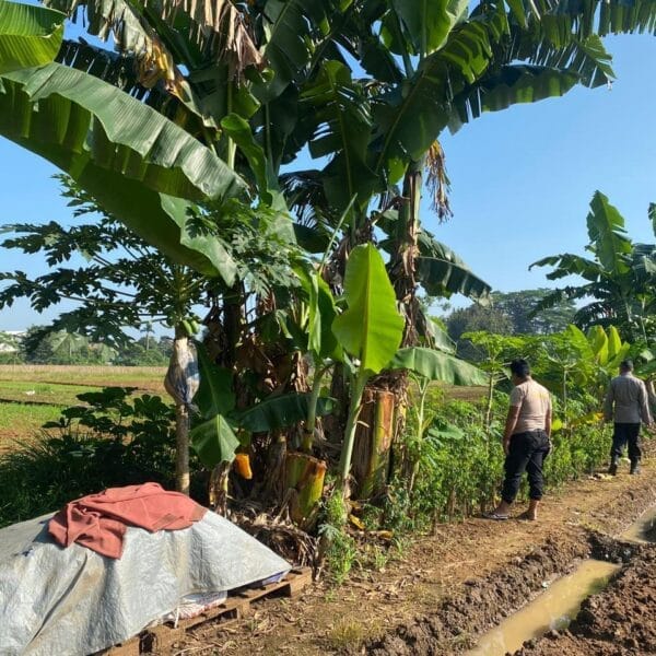 Meningkatkan Ketahanan Pangan, Polsek Cikupa Cek Lahan untuk Penanaman Jagung