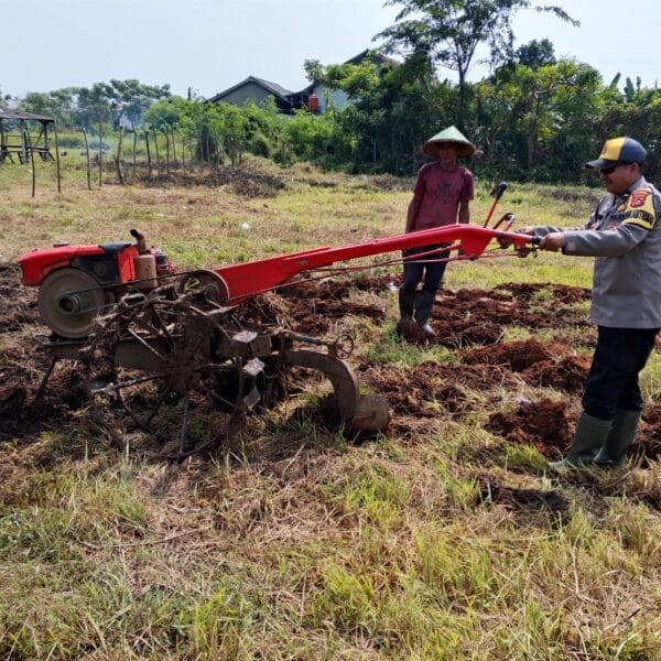 Program Ketahanan Pangan Desa Sukadamai: Wujud Kemandirian Pangan Melalui Penanaman Jagung Hibrida