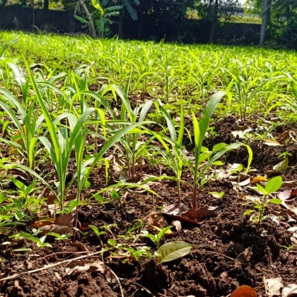 Polsek Cikupa Tinjau Lahan Jagung Hibrida, Dukung Program Ketahanan Pangan Nasional