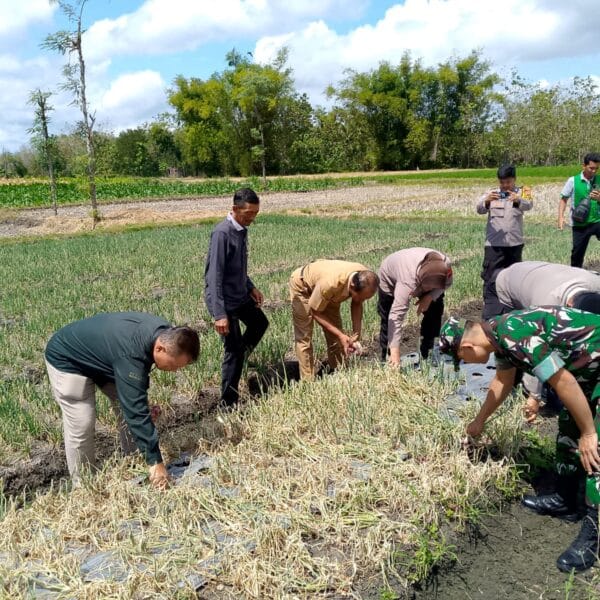 Anggota TNI Hadiri Kegiatan Farmers Field Day