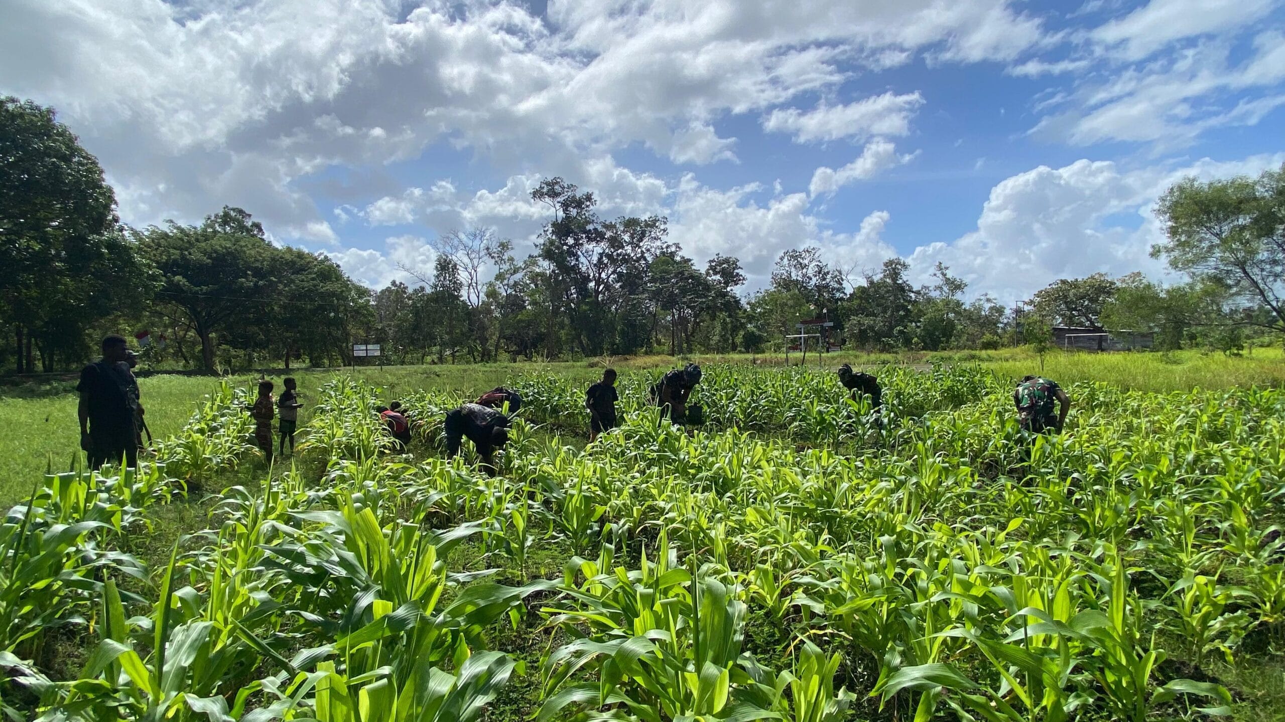 TNI & Rakyat Bersatu Hijaukan Perbatasan, Bedeng Siap Panen!