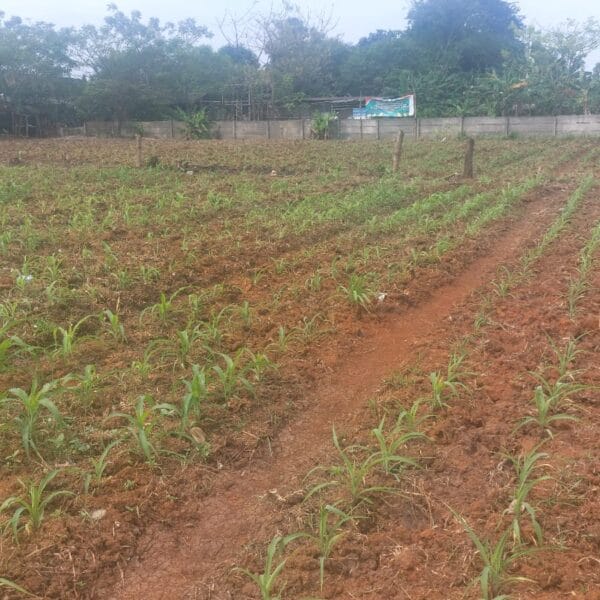 Dukung Ketahanan Pangan, Bhabinkamtibmas Desa Sukadamai Cek Lahan Jagung di Kp. Gebang