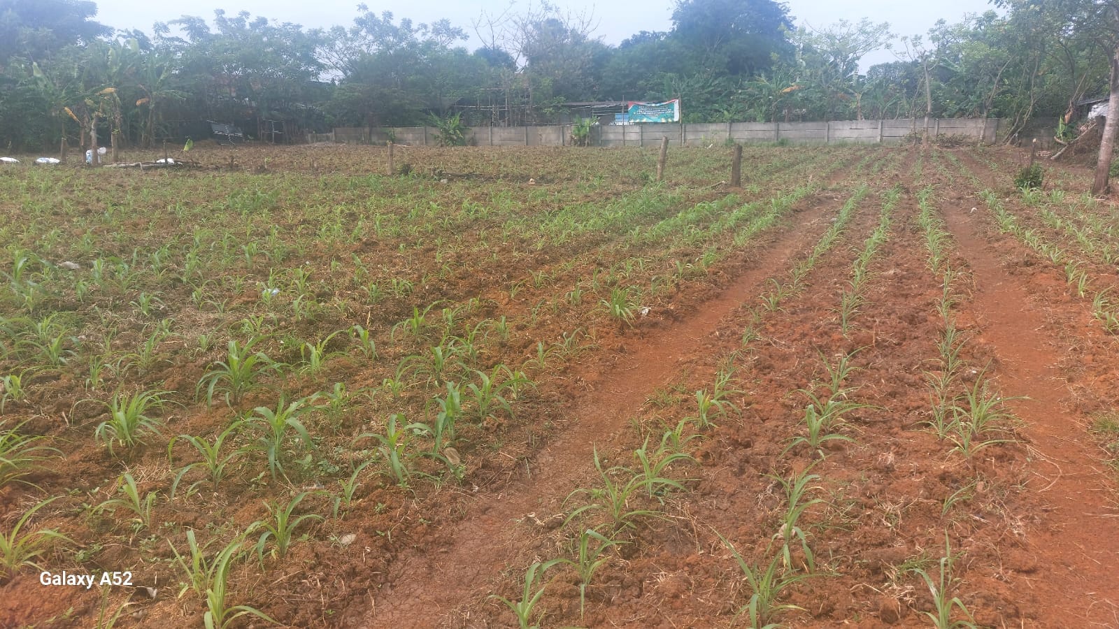 Dukung Ketahanan Pangan, Bhabinkamtibmas Desa Sukadamai Cek Lahan Jagung di Kp. Gebang