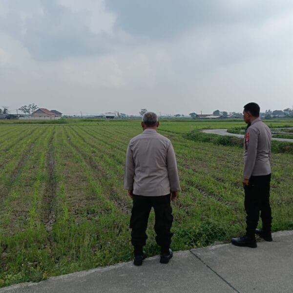 Kapolsek Kronjo Sambangi Petani, Pantau Pertumbuhan Bibit Jagung Program Gerakan Wangsakara