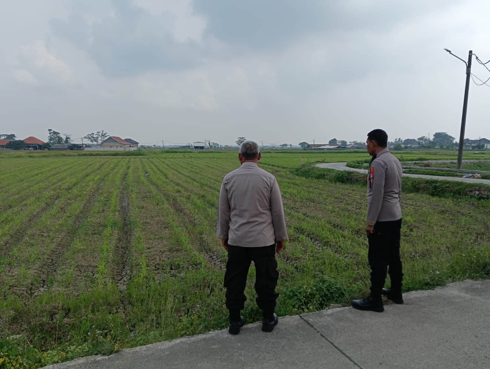 Kapolsek Kronjo Sambangi Petani, Pantau Pertumbuhan Bibit Jagung Program Gerakan Wangsakara