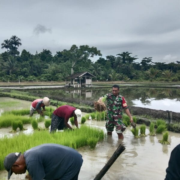 Babinsa Dukung Ketahanan Pangan, Bantu Warga Pindahkan Bibit Padi ke Lahan Tanam
