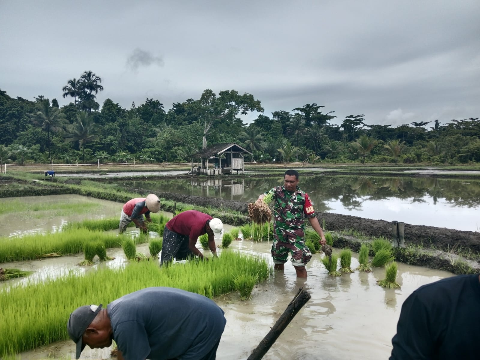 Babinsa Dukung Ketahanan Pangan, Bantu Warga Pindahkan Bibit Padi ke Lahan Tanam