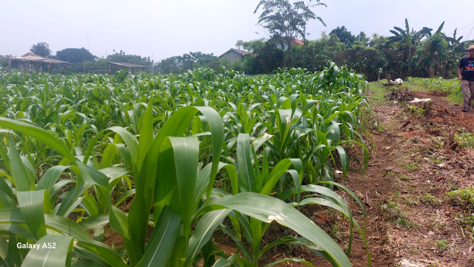 Polsek Cikupa Cek Lahan Jagung Hibrida, Dukung Program Ketahanan Pangan