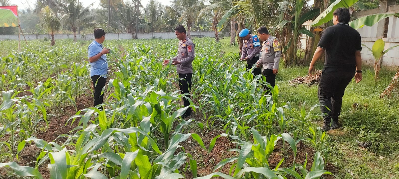 Kapolsek Purwakarta Cek Tanaman Jagung Pastikan Pertumbuhan Jagung Kapolsek Purwakarta Cek Tanaman Jagung Pastikan Pertumbuhan Jagung
